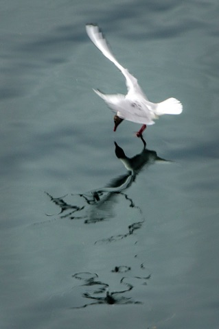 Gull in Motion