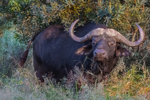 Cape Buffalo