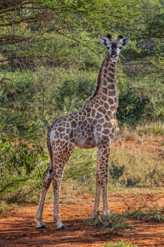 Giraffe