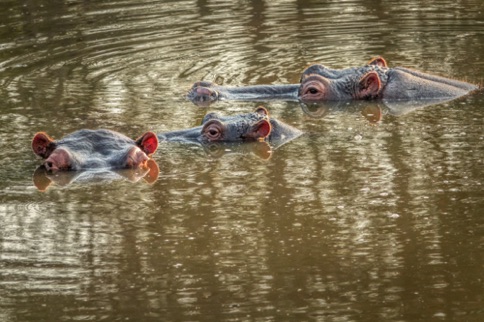 Hippopotamus