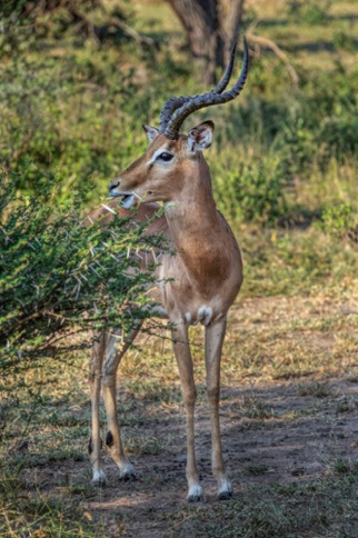 Impala