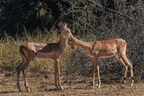 Grooming in the herd