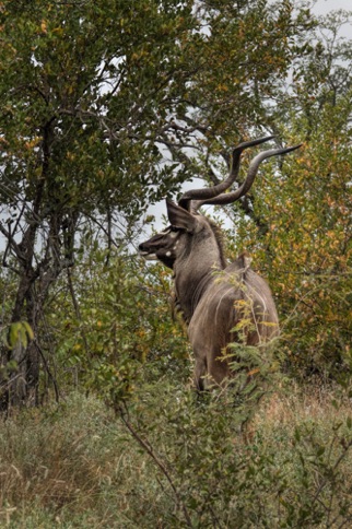 Kudu