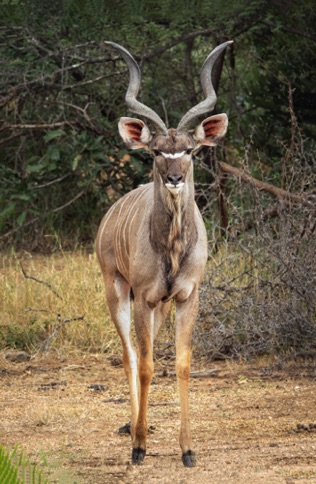 Nyala