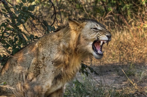 Starting a yawn