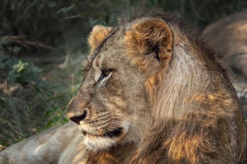 Young Male Lion