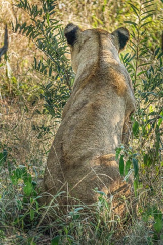 Lioness on the hunt