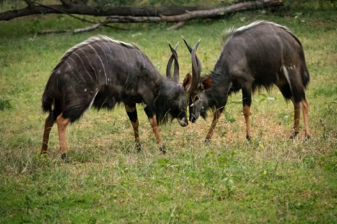 Nyala juvenile males in mock combat