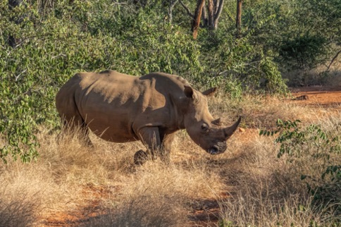 White Rhinoceros