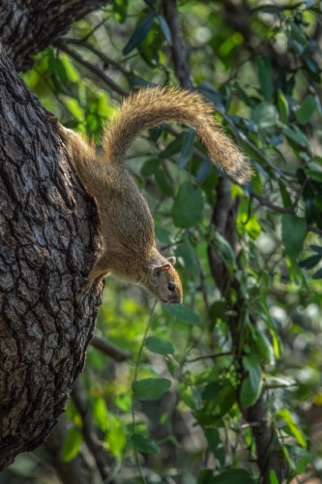 Tree Squirrel