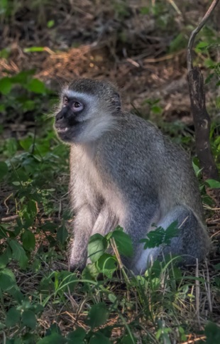 Vervet Monkey