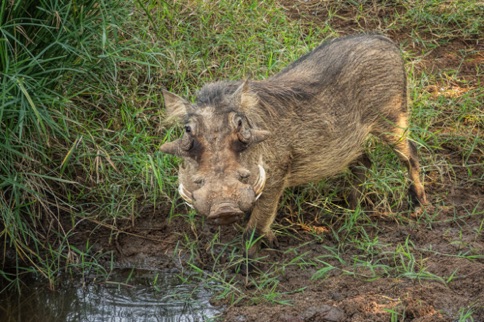 Warthog