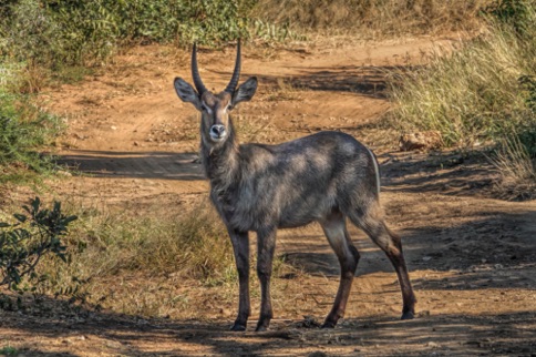 Waterbuck male