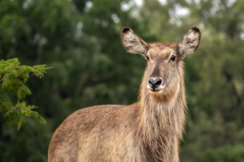 Waterbuck female