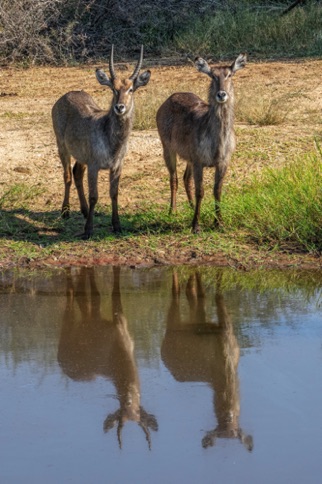 At the waterhole