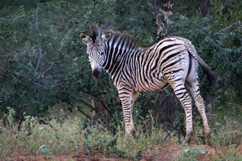 Zebra