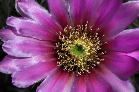 Hedgehog cactus