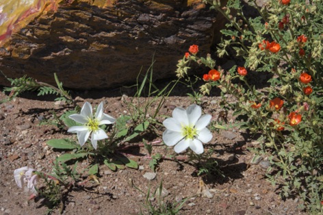 Desert Evening Primrose and Globe Mallow