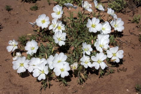 Desert Evening Primrose