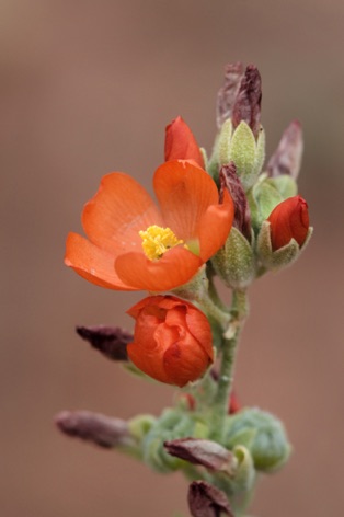 Desert Globe Mallow