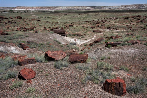 Petrified Forest