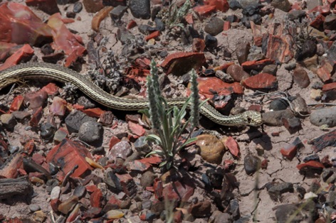 Striped Whip Snake