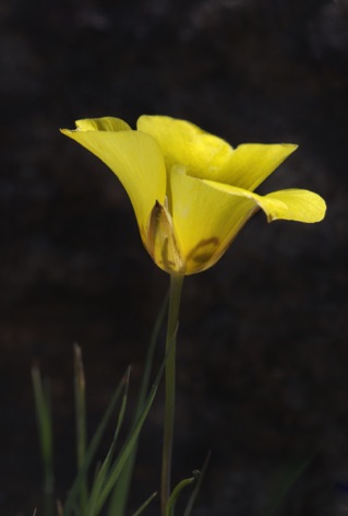 Golden Mariposa Lily