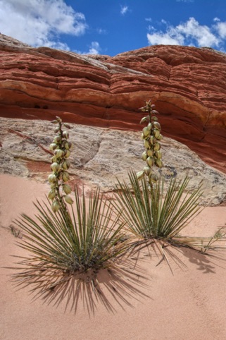 Yucca