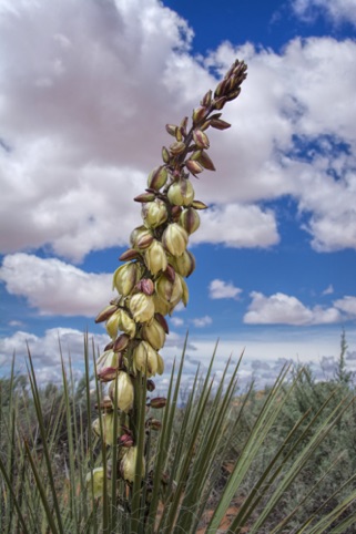 Yucca