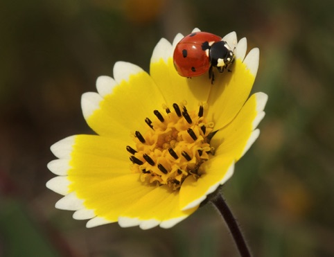 Ladybug on Tidy Tip
HM “California Native Plants”
California Native Plant Society
2015 Photo Competition