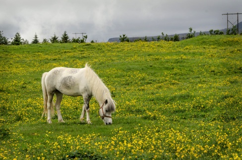 Icelandic Horse at Eldestar