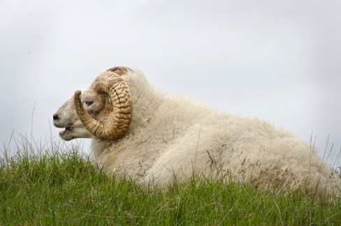 Sheep4.jpg