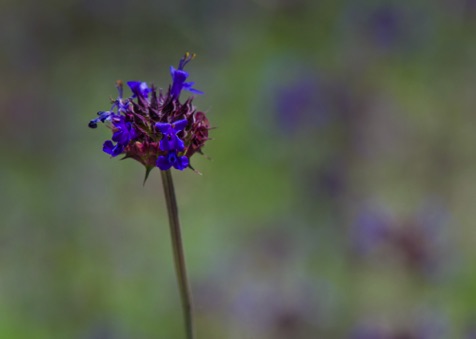 Chia • Salvia columbariae